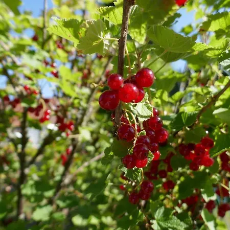 Idas Garten Bad Lauterberg Buitenkant foto
