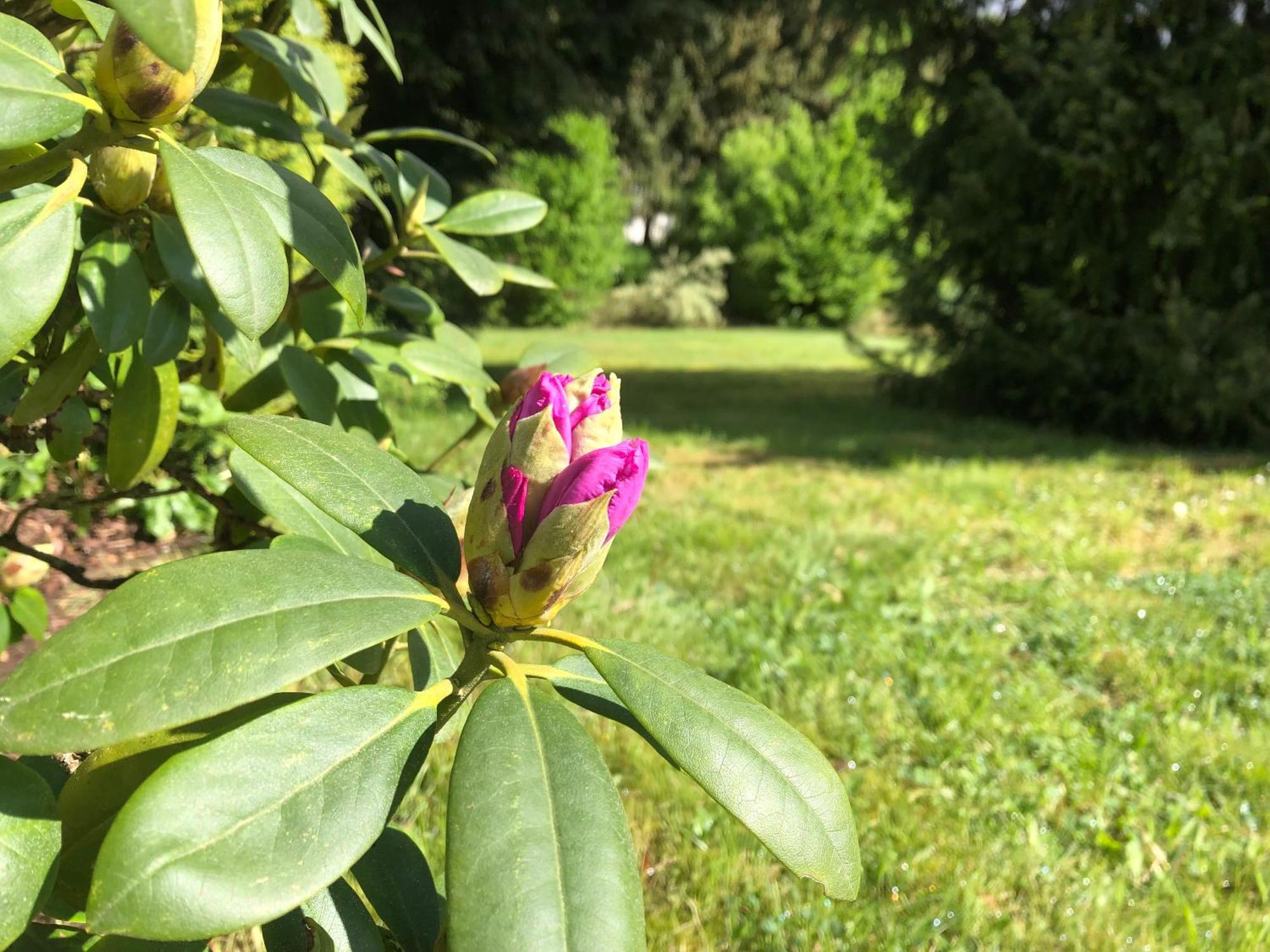 Idas Garten * Bad Lauterberg